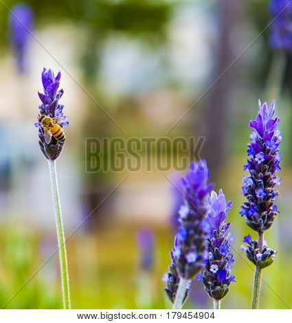 Lavender Field gardening plant bunch floral beautiful