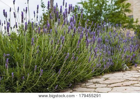 Lavender Field gardening plant bunch floral beautiful