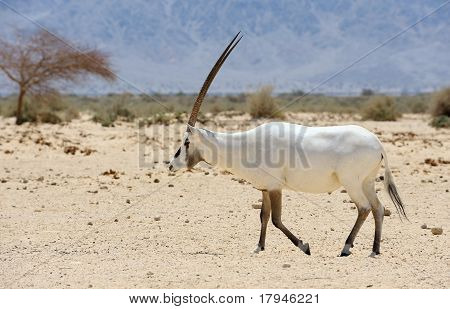 Oryx