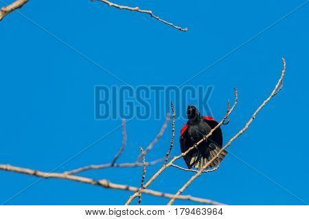 Red-winged blackbird (Agelaius phoeniceus) singing in a blue sky.
