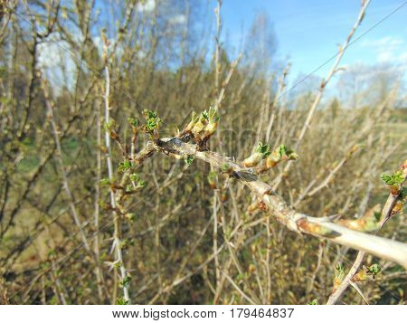 Buds growing on trees in spring on a sunny day