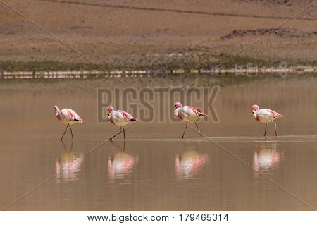 Four flamingos at Laguna Hedionda Altiplano Bolivia