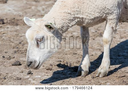 Sheep head closeup at a Dutch farm