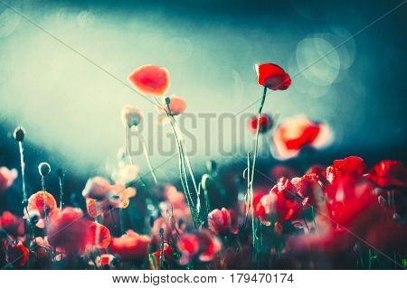 Poppies at night closeup view of red flowers