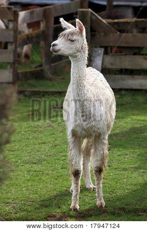 Unge Lama i gården