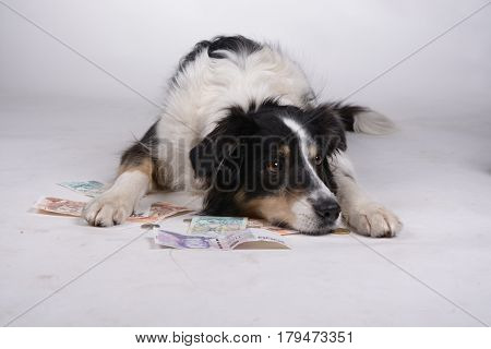 Dog is a guard and lying on the coins and money.
