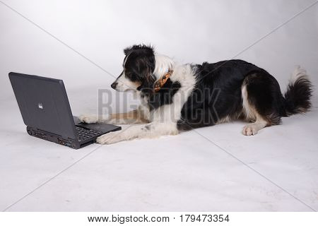 Dog is lying and watching to computer. It is trying to write.
