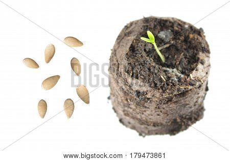 Seeds and seedling of Melothria scabra isolated on white background