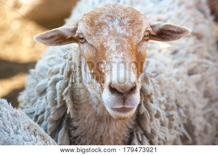 Sheep In The Corral For Cattle And Sleeping After A Walk In A Pasture. Breeding Animals On The Farm.