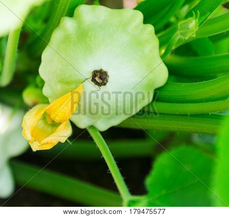 Pattypan squash plant. Pattypan squash flower. Green vegetable marrow growing on bush