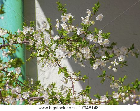 The beautiful blossoming white flowers tree on spring