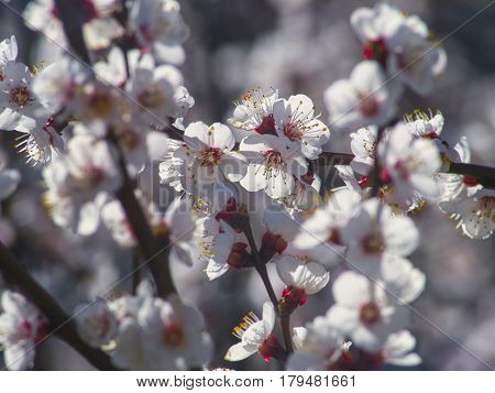 The beautiful blossoming fruit tree close up