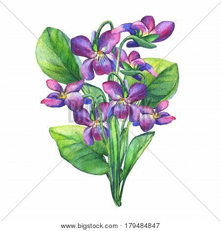 Bouquet of Fragrant violets wild flower (English Sweet Violets, Viola odorata). Hand drawn watercolor painting on white background.