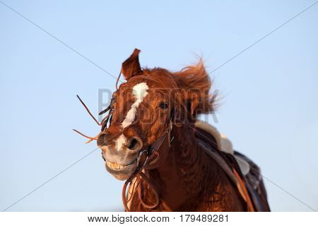 Funny happy horse smile face close up