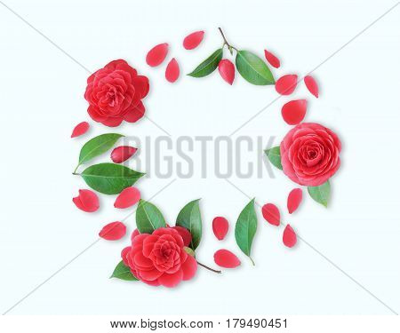 Frame of red Camellia flowers leaves and red petals on light cyan background. Flat lay top view. Frame of spring flowers. Isoleted. Camellia brooch sticker patch