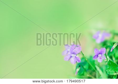 Viola odorata. It is also known as Sweet Violet or English Violet. Spring flowers backgraund.