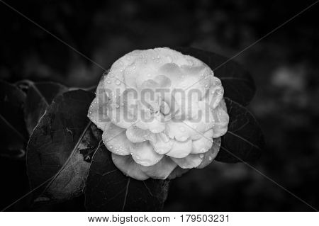 Black And White Camellia Flower