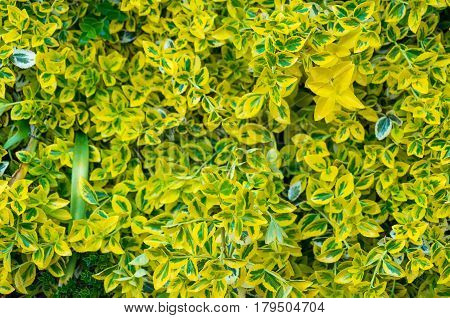 New Zealand Laurel Or Mirror Bush Shrub Leaves