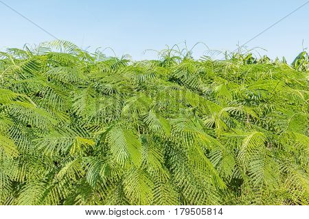 Cha (Cha-om) Acacia pennata vegetables in the garden Soft focus