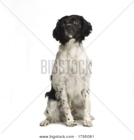 Epagneul Breton ( 4 Years )
