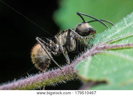 Close up ant eating food on green leaf