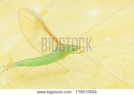Super macro female mayfly on candle sheet