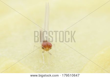 Close up male Mayfly on candle sheet