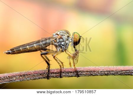 Super macro Robber fly with prey on branch