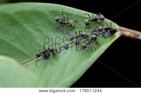 Group of ants on green leaf in the forest