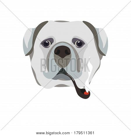 Bullmastiff breed dog holding smoking pipe in mouth close up portrait on white. Vector illustration in flat design of domestic barking animal with grey hair, black eyes, hanging medium-sized ears
