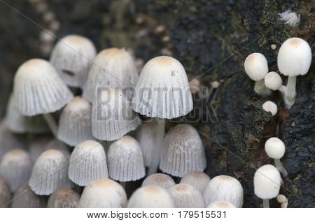Mushrooms (Coprinus disseminatus) on a stump in a green moss