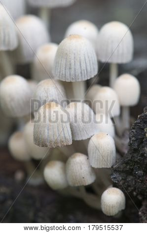 Mushrooms (Coprinus disseminatus) on a stump in a green moss