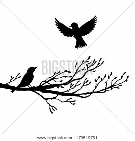 vector silhouettes of birds at tree, hand drawn songbirds at branch, isolated vector element