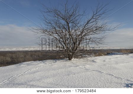 The winter, snow a tree without leaves costs on the brink of break to him conduct traces of animals, and the wood and heights is below visible.