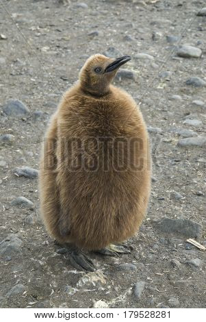 Fluffy King penguin chicks at South Georgia