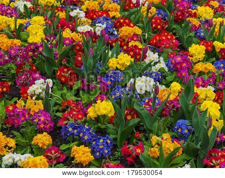 Polyanthus and tulips flower bed in spring