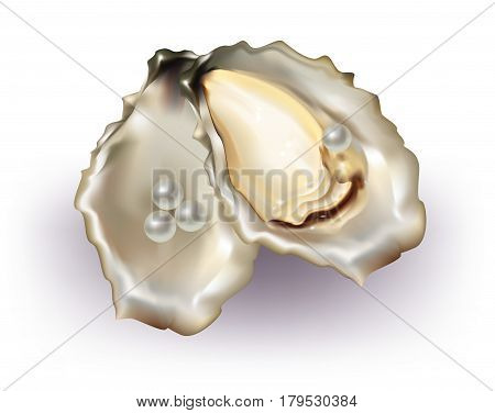 Beautiful Oyster with pearls on white background