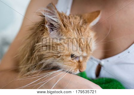 Cute ginger cat after a bath, funny little demon