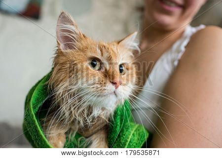 Cute ginger cat after a bath, funny little demon