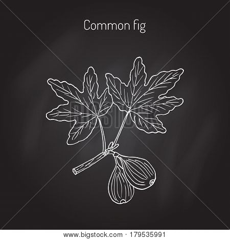 Common fig Ficus carica . Hand drawn botanical vector illustration