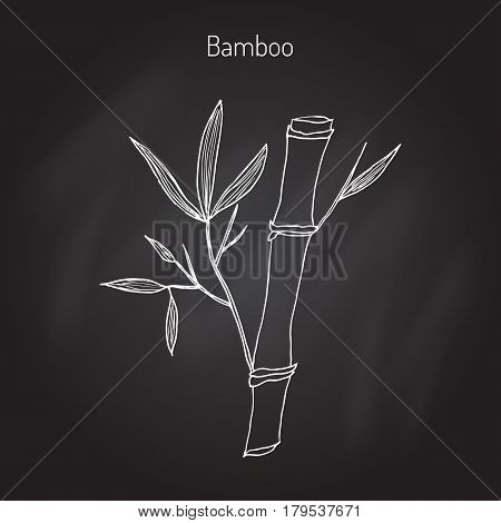Bamboo branch with leaves. Hand drawn botanical vector illustration