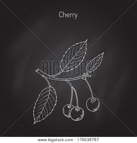 Sour cherry or tart cherry, or dwarf cherry branch with cherries and leaves. Hand drawn botanical vector illustration