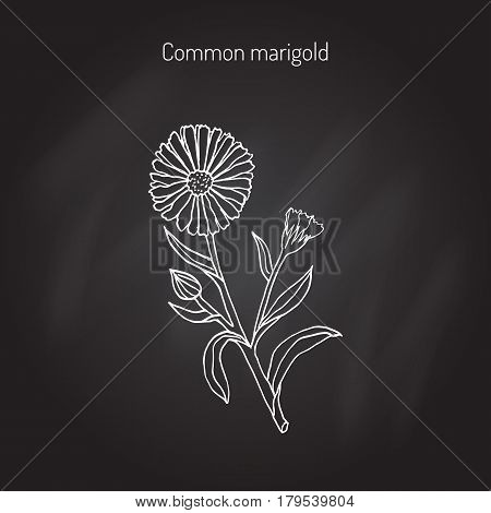 Medicinal plant Calendula officinalis common marigold . Hand drawn botanical vector illustration