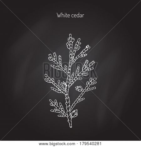 White cedar, thuja occidentalis. Hand drawn botanical vector illustration