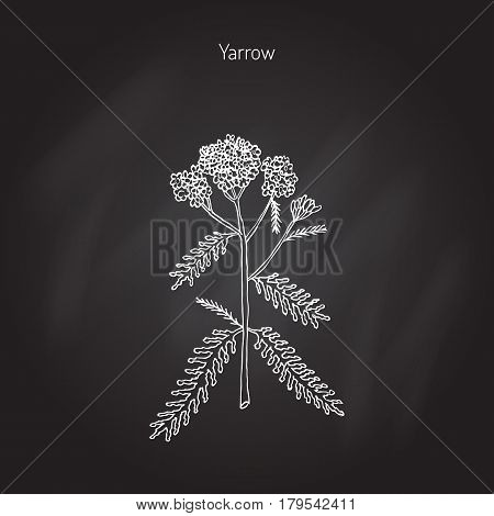 Achillea millefolium or Yarrow, medicinal plant. Hand drawn botanical vector illustration