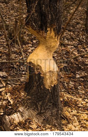 Beavers have gnawed a tree, the city of Irpen, the Kiev region
