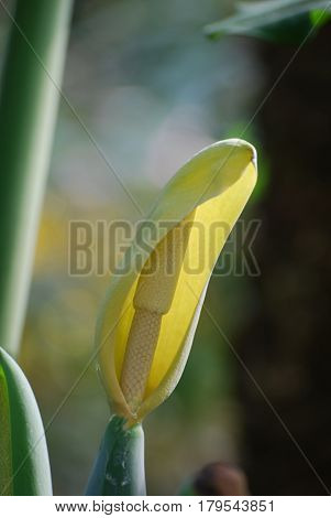 Flowering yellow arum flower in bloom in the sumemr.