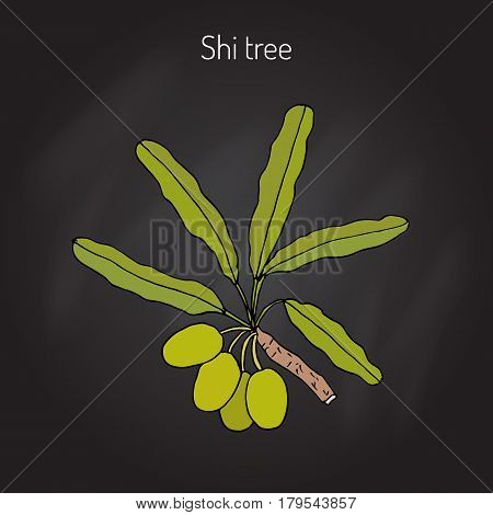 Shea tree, shi tree, or vitellaria paradoxa. Hand drawn botanical vector illustration