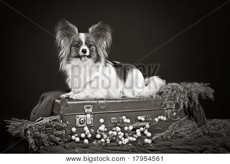 Papillon cão deitado sobre uma mala de viagem