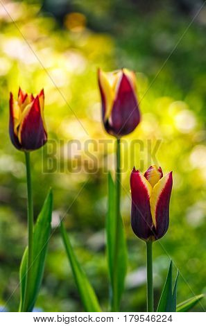 Tulip With Stripe On Shady Glade